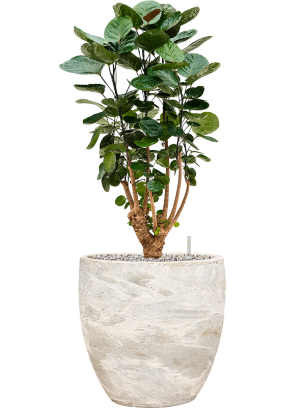 Aralia (Polyscias) 'Fabian' in Baq Algar Office Plant With Pot 89cm Height 33cm Dia