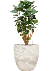Aralia (Polyscias) 'Fabian' in Baq Algar Office Plant With Pot 89cm Height 33cm Dia