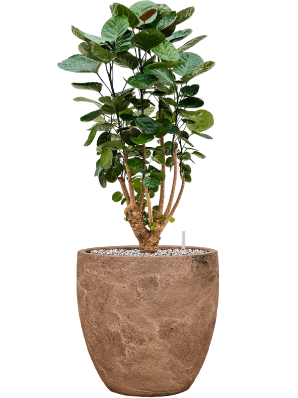 Aralia (Polyscias) 'Fabian' in Baq Algar Office Plant With Pot 88cm Height 33cm Dia