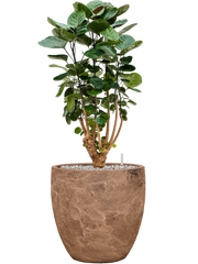 Aralia (Polyscias) 'Fabian' in Baq Algar Office Plant With Pot 88cm Height 33cm Dia