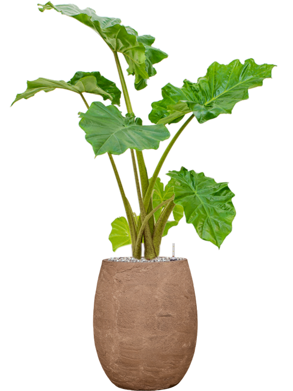 Alocasia 'Portodora' in Baq Algar Office Plant With Pot 105cm Height 24cm Dia