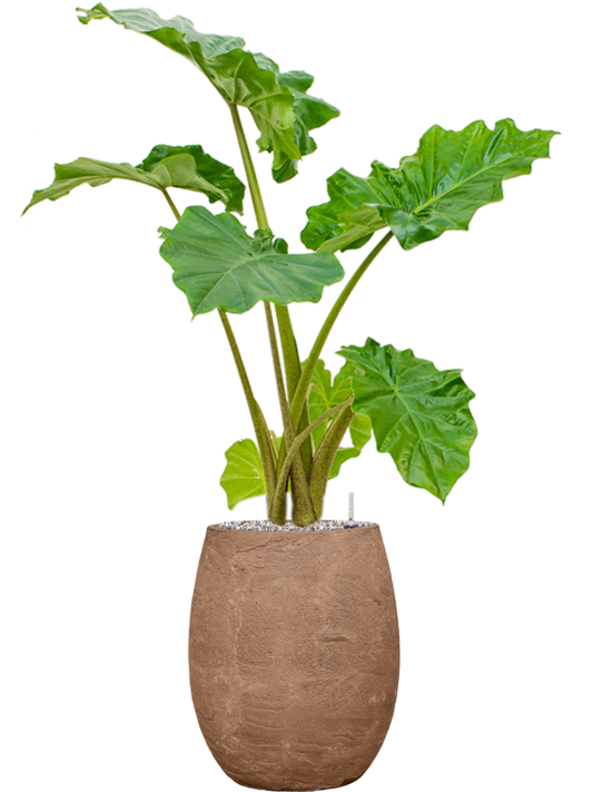 Alocasia 'Portodora' in Baq Algar Office Plant With Pot 105cm Height 24cm Dia