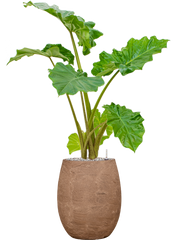 Alocasia 'Portodora' in Baq Algar Office Plant With Pot 105cm Height 24cm Dia