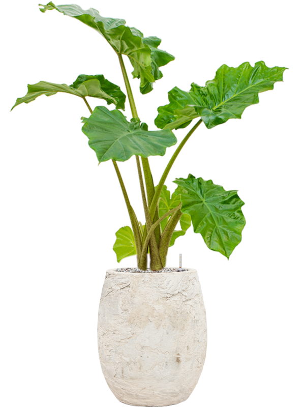 Alocasia 'Portodora' in Baq Algar Office Plant With Pot 104cm Height 24cm Dia