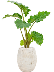 Alocasia 'Portodora' in Baq Algar Office Plant With Pot 104cm Height 24cm Dia