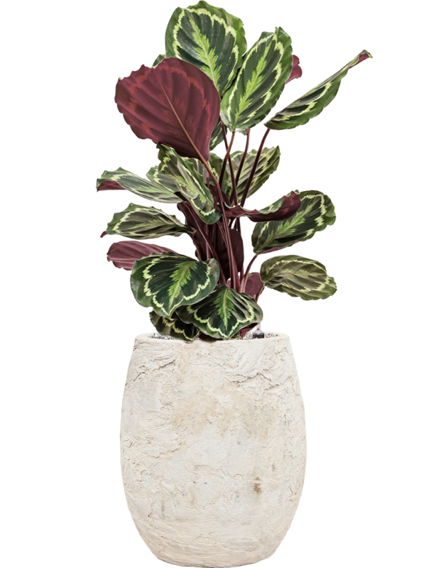 Calathea 'Medallion' in Baq Algar Office Plant With Pot 86cm Height 24cm Dia