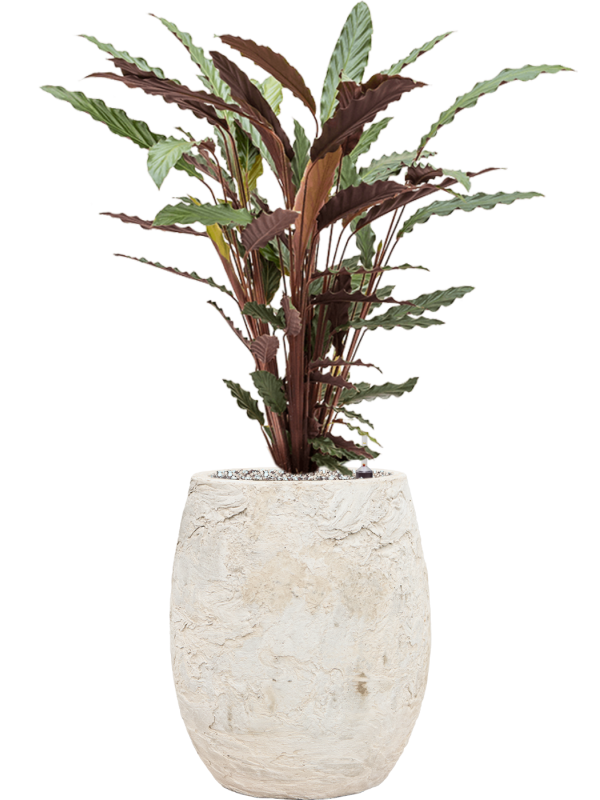 Calathea rufibarba 'Wavestar' in Baq Algar Office Plant With Pot 86cm Height 24cm Dia