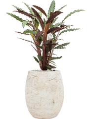 Calathea rufibarba 'Wavestar' in Baq Algar Office Plant With Pot 86cm Height 24cm Dia