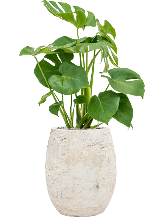 Monstera deliciosa in Baq Algar Office Plant With Pot 87cm Height 24cm Dia