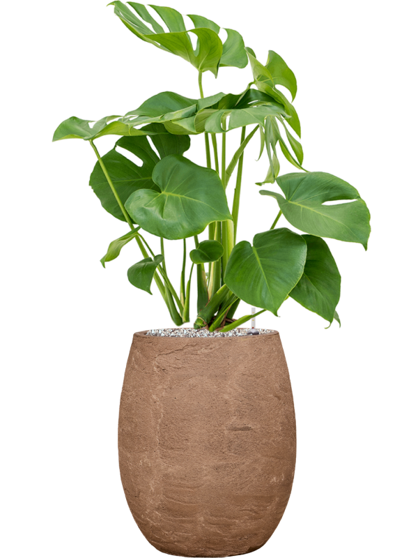 Monstera deliciosa in Baq Algar Office Plant With Pot cm Height 24cm Dia