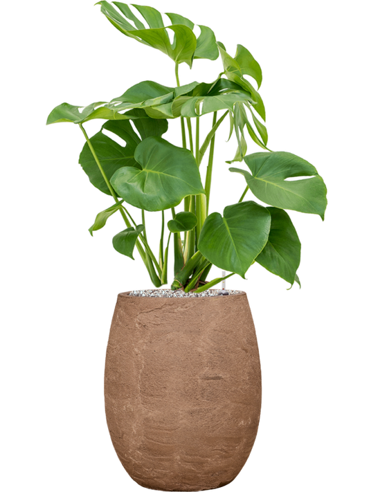 Monstera deliciosa in Baq Algar Office Plant With Pot cm Height 24cm Dia