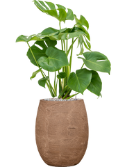 Monstera deliciosa in Baq Algar Office Plant With Pot cm Height 24cm Dia