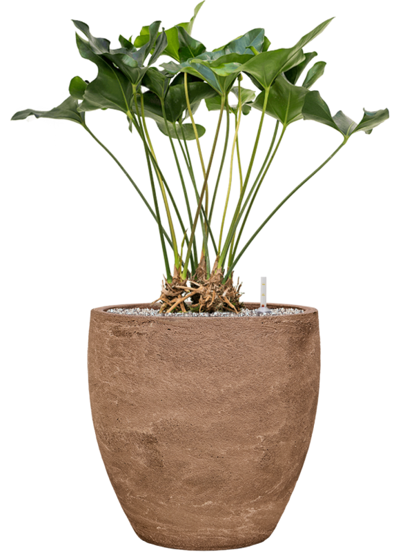 Anthurium 'Arrow' in Baq Algar Office Plant With Pot 98cm Height 43cm Dia