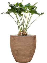 Anthurium 'Arrow' in Baq Algar Office Plant With Pot 98cm Height 43cm Dia