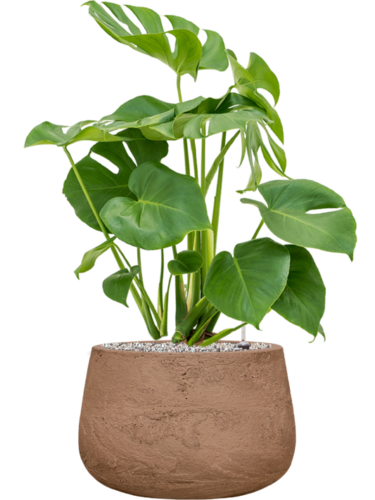 Monstera deliciosa in Baq Algar Office Plant With Pot 75cm Height 31cm Dia