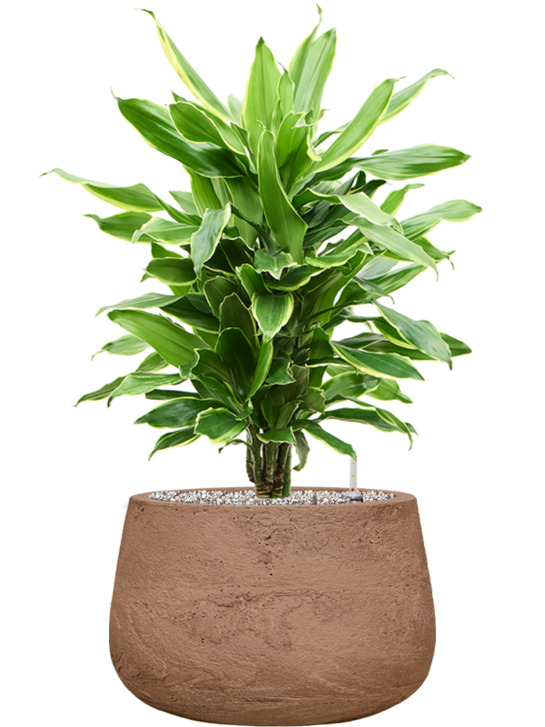 Dracaena fragrans 'Golden Coast' in Baq Algar Office Plant With Pot 72cm Height 31cm Dia