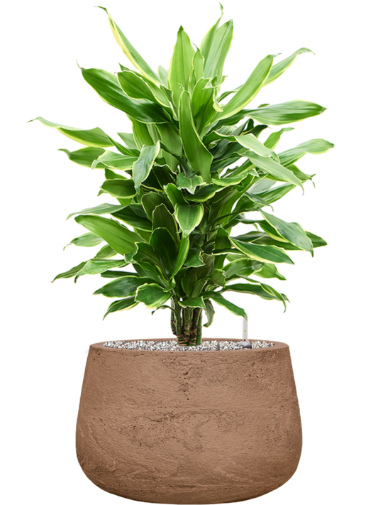 Dracaena fragrans 'Golden Coast' in Baq Algar Office Plant With Pot 72cm Height 31cm Dia