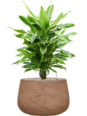 Dracaena fragrans 'Golden Coast' in Baq Algar Office Plant With Pot 72cm Height 31cm Dia