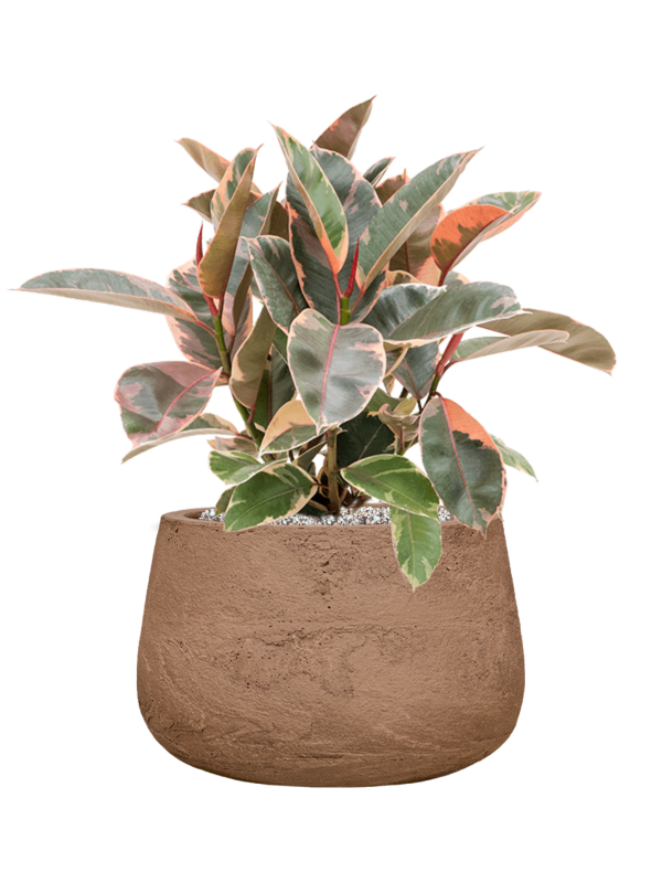 Ficus elastica 'Belize' in Baq Algar Office Plant With Pot 58cm Height 31cm Dia