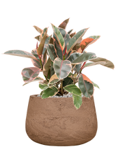Ficus elastica 'Belize' in Baq Algar Office Plant With Pot 58cm Height 31cm Dia