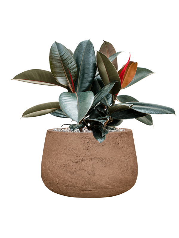Ficus elastica 'Abidjan' in Baq Algar Office Plant With Pot 54cm Height 31cm Dia