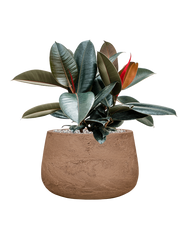 Ficus elastica 'Abidjan' in Baq Algar Office Plant With Pot 54cm Height 31cm Dia
