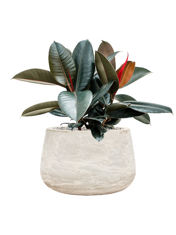 Ficus elastica 'Abidjan' in Baq Algar Office Plant With Pot 53cm Height 31cm Dia