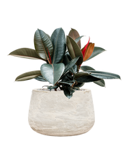 Ficus elastica 'Abidjan' in Baq Algar Office Plant With Pot 53cm Height 31cm Dia