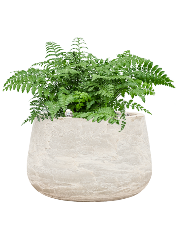 Asplenium dimorphum 'Parvati' in Baq Algar Office Plant With Pot 43cm Height 31cm Dia