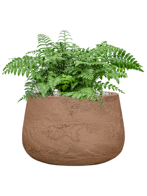 Asplenium dimorphum 'Parvati' in Baq Algar Office Plant With Pot 43cm Height 31cm Dia