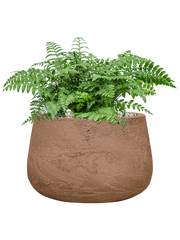 Asplenium dimorphum 'Parvati' in Baq Algar Office Plant With Pot 43cm Height 31cm Dia
