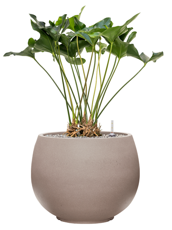 Anthurium 'Arrow' in Rotunda Urban Office Plant With Pot 92cm Height 39.5cm Dia