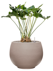 Anthurium 'Arrow' in Rotunda Urban Office Plant With Pot 92cm Height 39.5cm Dia