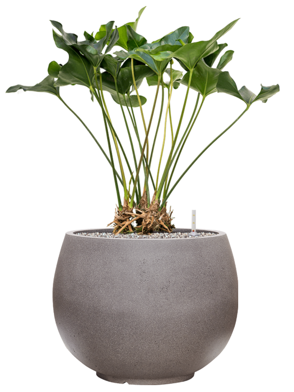 Anthurium 'Arrow' in Rotunda Urban Office Plant With Pot 92cm Height 39.5cm Dia