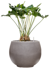 Anthurium 'Arrow' in Rotunda Urban Office Plant With Pot 92cm Height 39.5cm Dia