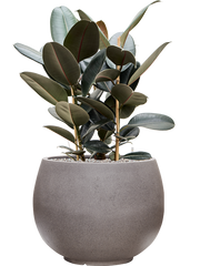 Ficus elastica 'Abidjan' in Rotunda Urban Office Plant With Pot 91cm Height 39.5cm Dia