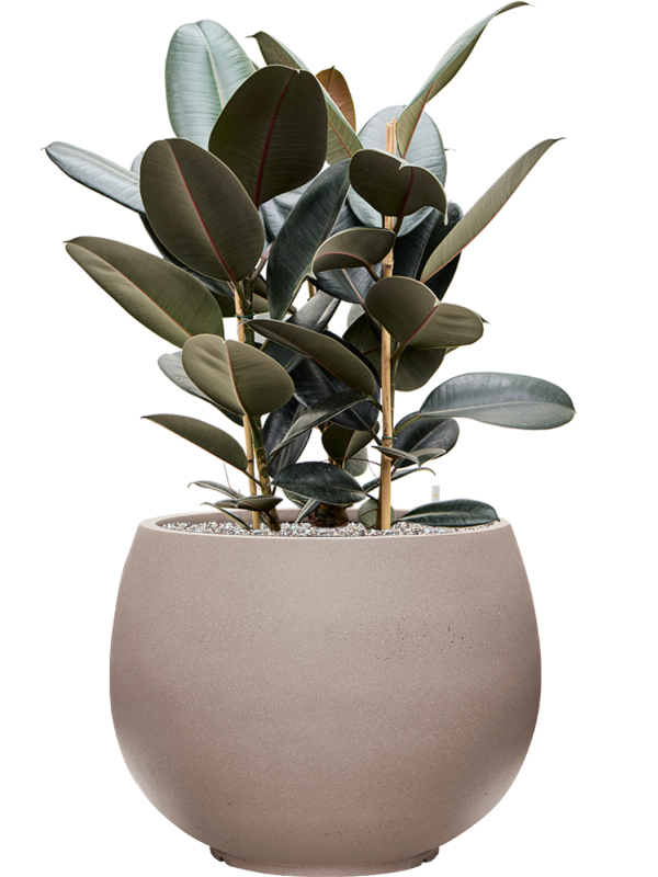 Ficus elastica 'Abidjan' in Rotunda Urban Office Plant With Pot 91cm Height 39.5cm Dia