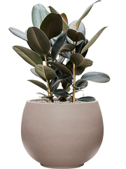 Ficus elastica 'Abidjan' in Rotunda Urban Office Plant With Pot 91cm Height 39.5cm Dia