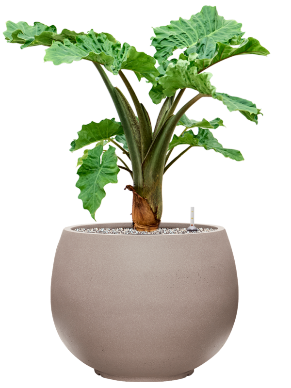 Alocasia 'Low Rider' in Rotunda Urban Office Plant With Pot 90cm Height 39.5cm Dia