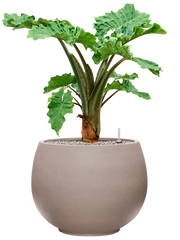 Alocasia 'Low Rider' in Rotunda Urban Office Plant With Pot 90cm Height 39.5cm Dia
