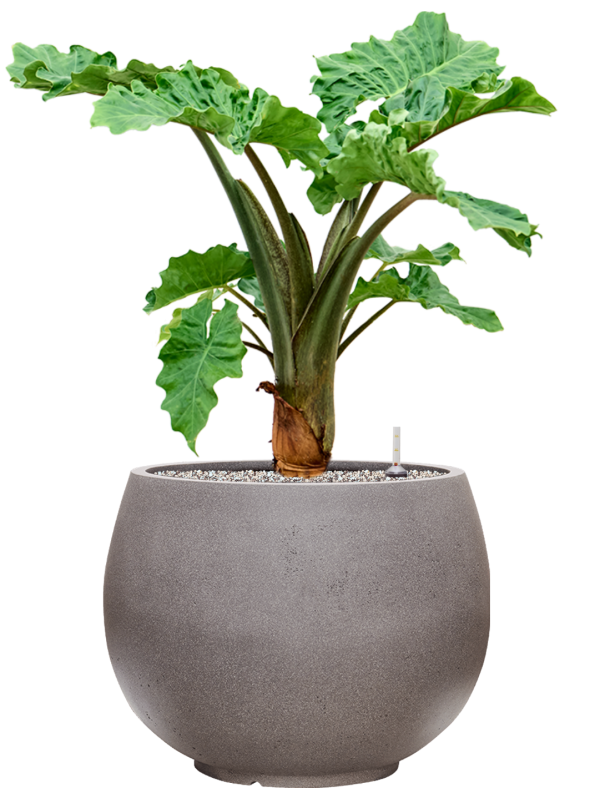 Alocasia 'Low Rider' in Rotunda Urban Office Plant With Pot 90cm Height 39.5cm Dia
