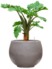 Alocasia 'Low Rider' in Rotunda Urban Office Plant With Pot 90cm Height 39.5cm Dia