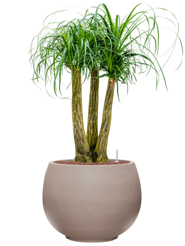 Beaucarnea recurvata in Rotunda Urban Office Plant With Pot 109cm Height 39.5cm Dia
