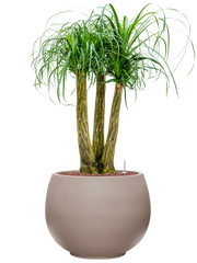 Beaucarnea recurvata in Rotunda Urban Office Plant With Pot 109cm Height 39.5cm Dia