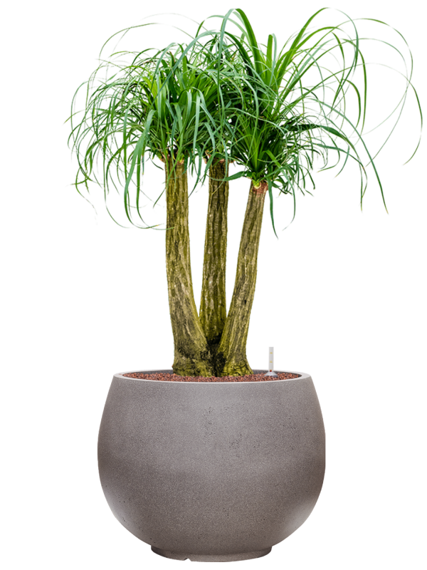Beaucarnea recurvata in Rotunda Urban Office Plant With Pot 109cm Height 39.5cm Dia