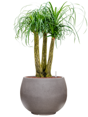 Beaucarnea recurvata in Rotunda Urban Office Plant With Pot 109cm Height 39.5cm Dia