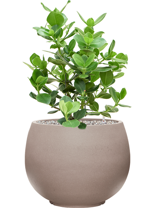 Clusia rosea 'Princess' in Rotunda Urban Office Plant With Pot 70cm Height 30.5cm Dia