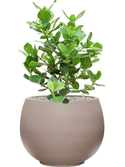 Clusia rosea 'Princess' in Rotunda Urban Office Plant With Pot 70cm Height 30.5cm Dia