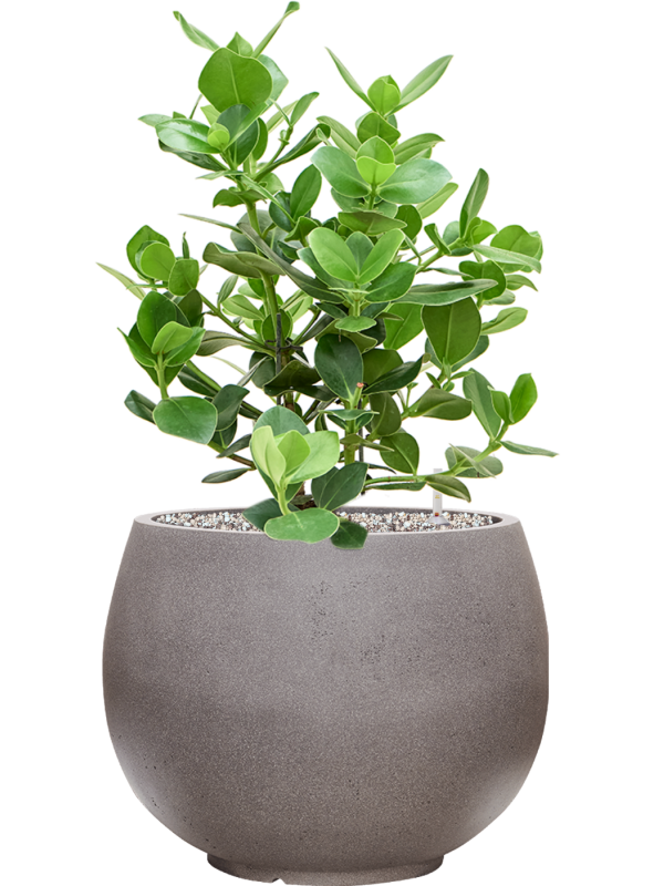 Clusia rosea 'Princess' in Rotunda Urban Office Plant With Pot 71cm Height 30.5cm Dia