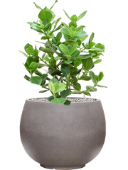 Clusia rosea 'Princess' in Rotunda Urban Office Plant With Pot 71cm Height 30.5cm Dia